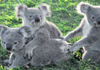 Photo From Lone Pine Koala Sanctuary Facebook Page