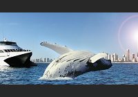 Tallship Whale Watching 2 1