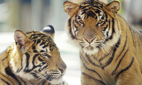 Dreamworld Tigers