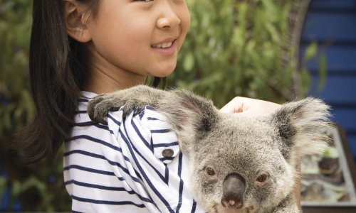 Dreamworld Koalas