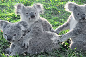 Photo From Lone Pine Koala Sanctuary Facebook Page Photo From Lone Pine Koala Sanctuary Facebook Page