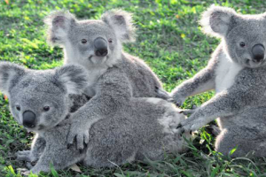 Photo From Lone Pine Koala Sanctuary Facebook Page