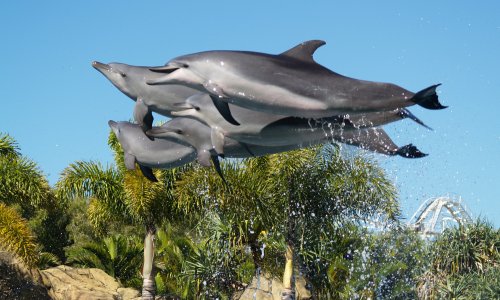 Seaworld Dolphins